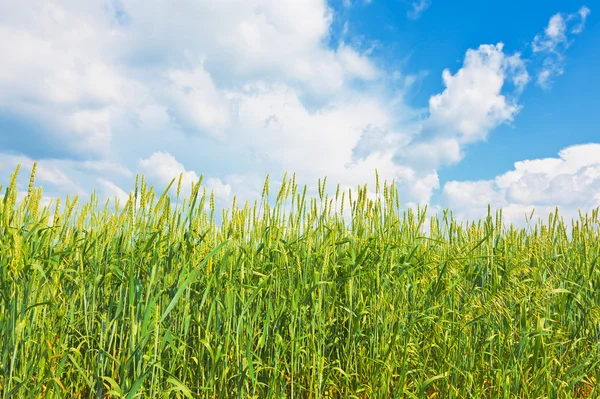 Orejas de trigo y cielo nublado — Foto de Stock