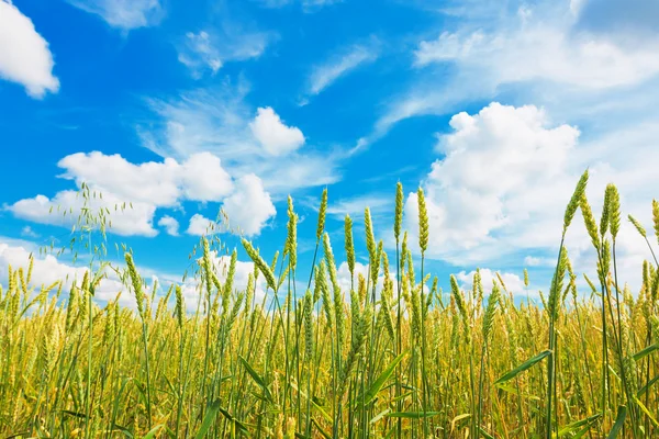 Вуха пшениці і хмарне небо — стокове фото