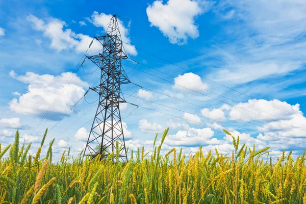Pšeničné pole a elektrické rozvody elektrické energie v letní den — Stock fotografie