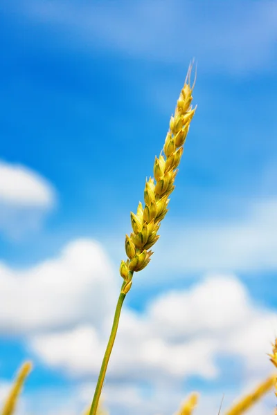 小麦耳朵和多云的天空 — 图库照片