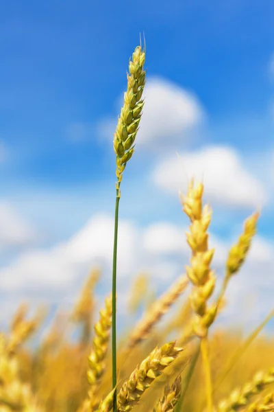 Pšeničné klasy a zamračená obloha — Stock fotografie