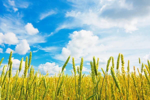 Oreilles de blé et ciel nuageux — Photo