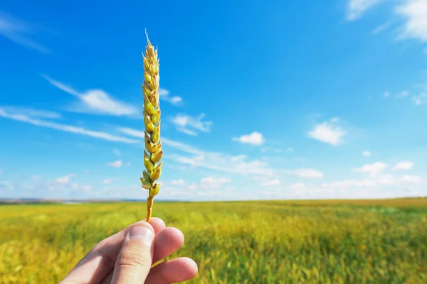 Wheat ear in hand — Stock Photo, Image