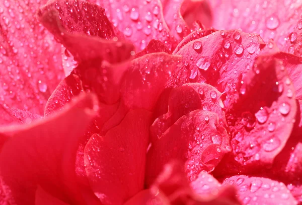 Romantische bloem vintage achtergrond structuurpatroon — Stockfoto