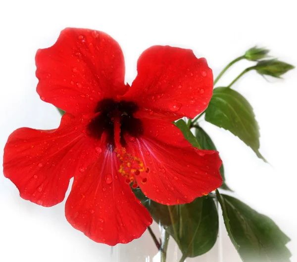 Романтична квітка вінтажний візерунок текстури фону — стокове фото