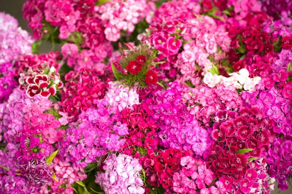 Lila virágok — Stock Fotó