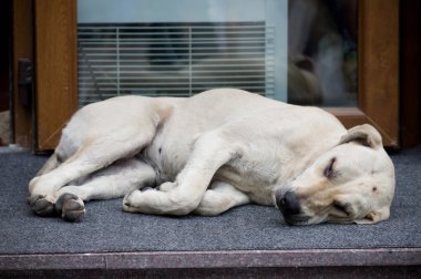 yolda evsiz köpek