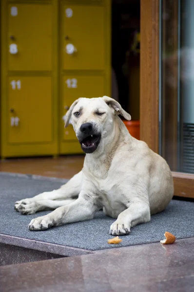 Бездомная собака на дороге — стоковое фото