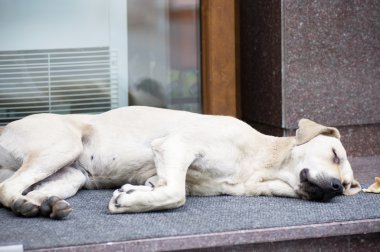 yolda evsiz köpek