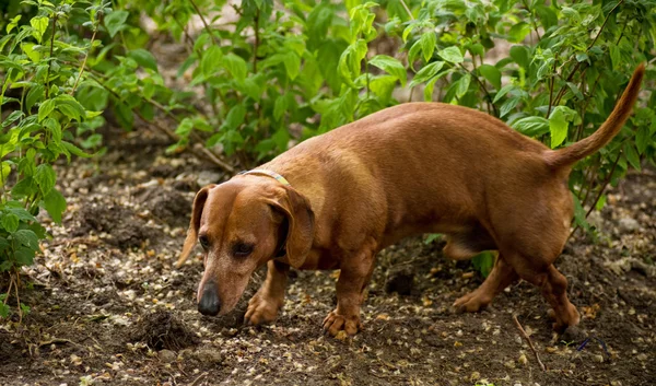 Tarifa cachorro marrón en parque — Foto de Stock