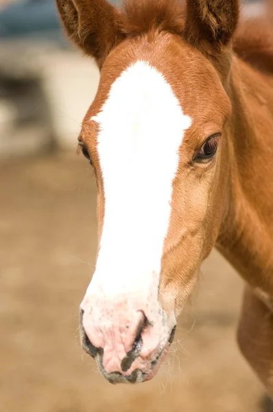 Foal Horse — Stock Photo, Image