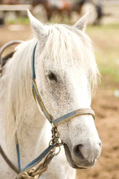 Harmaa hevonen — kuvapankkivalokuva