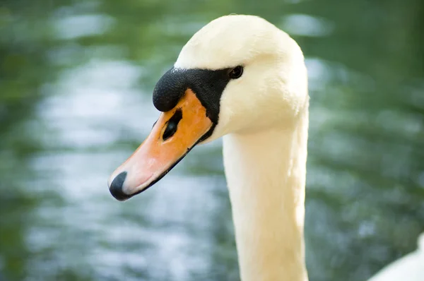 stock image White Swan