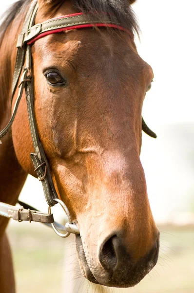Cavalo castanho potro — Fotografia de Stock