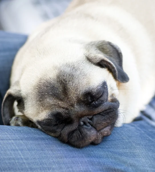 Śmieszne pug puppy śpi na ręce właściciela — Zdjęcie stockowe