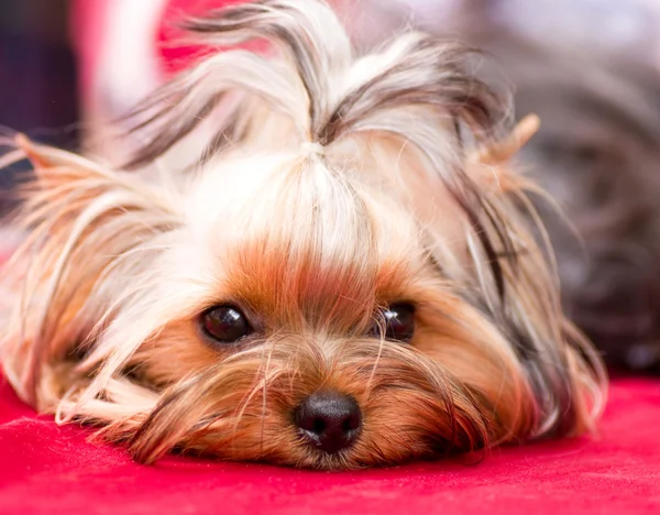 Puppy yorkshire terriër op de rode achtergrond — Stockfoto