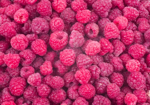 Red fresh raspberry background — Stock Photo, Image