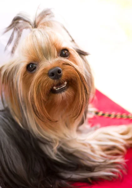 背景上のヨークシャー テリアの子犬 — ストック写真