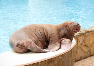 Big Walrus clipart