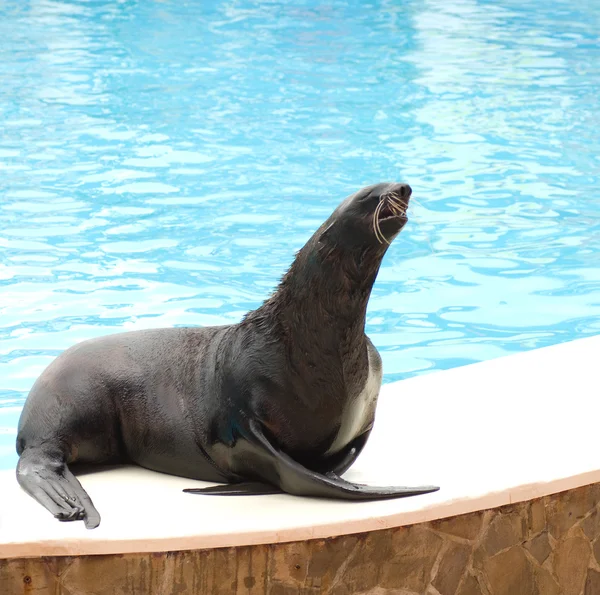 Performing seal — Stock Photo, Image