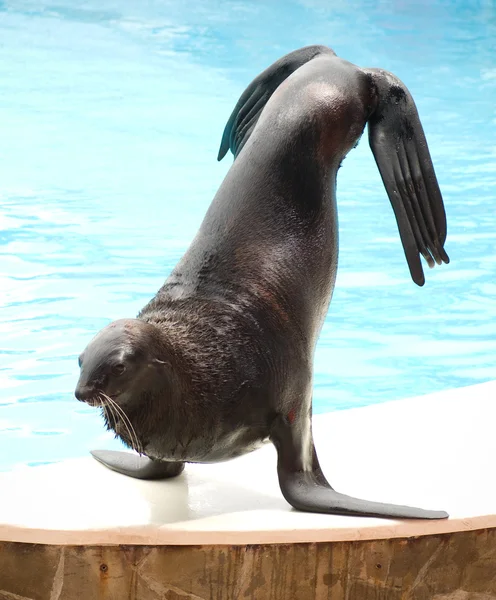 Performing seal — Stock Photo, Image