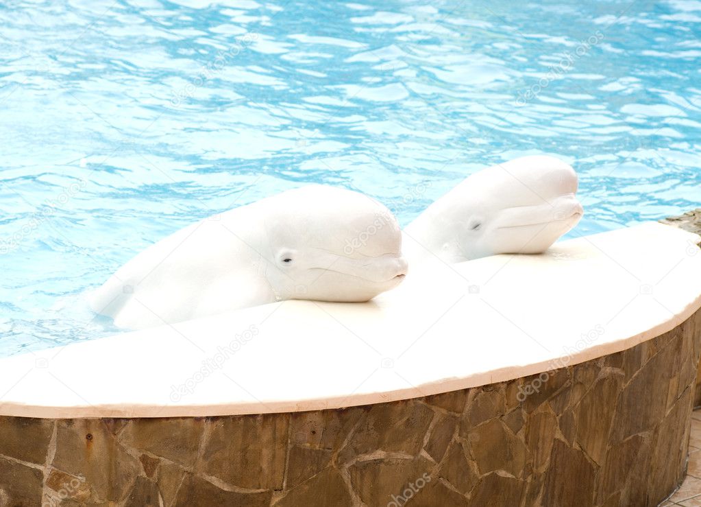 Two beluga whales (white whale) in water