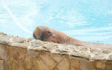 Big swimming walrus on blue background clipart