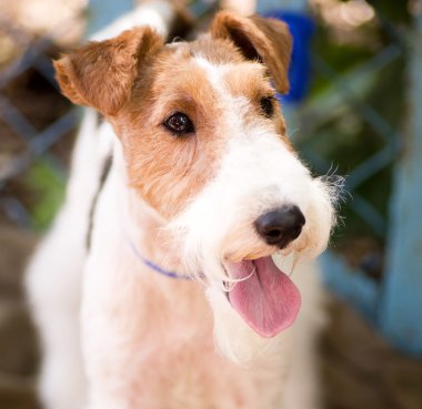 White brown Airedale Terrier clipart