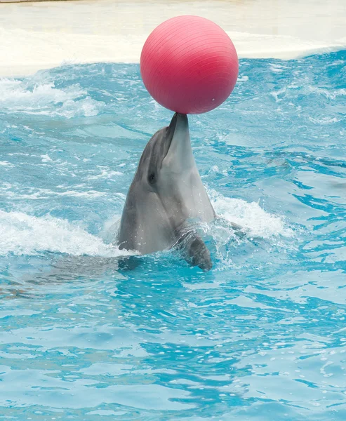 Performing dolphin with red ball — Stock Photo, Image
