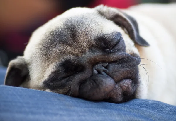 Funny pug cachorro duerme en las manos de un propietario —  Fotos de Stock