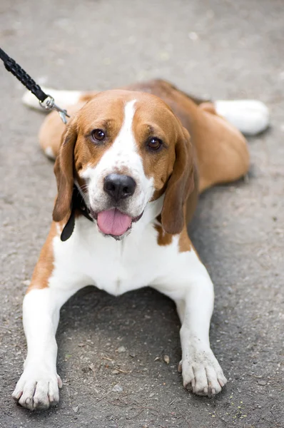 Szczeniak Beagle — Zdjęcie stockowe