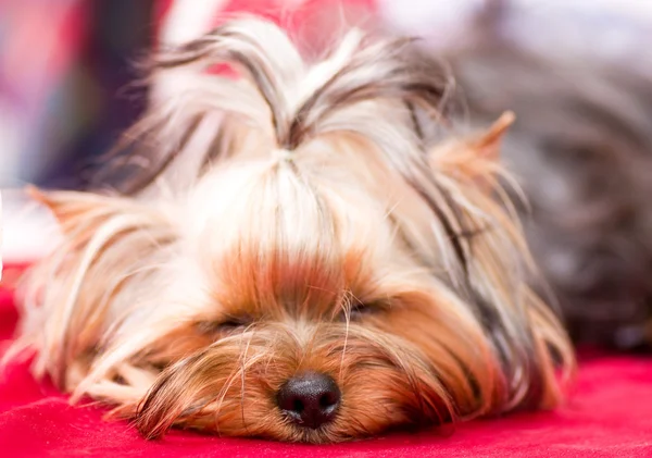 Kırmızı bir arka plan üzerinde köpek yavrusu yorkshire korkunç — Stok fotoğraf
