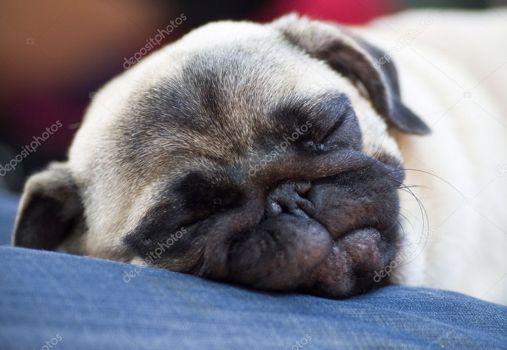 Funny pug puppy sleeps on hands for an owner