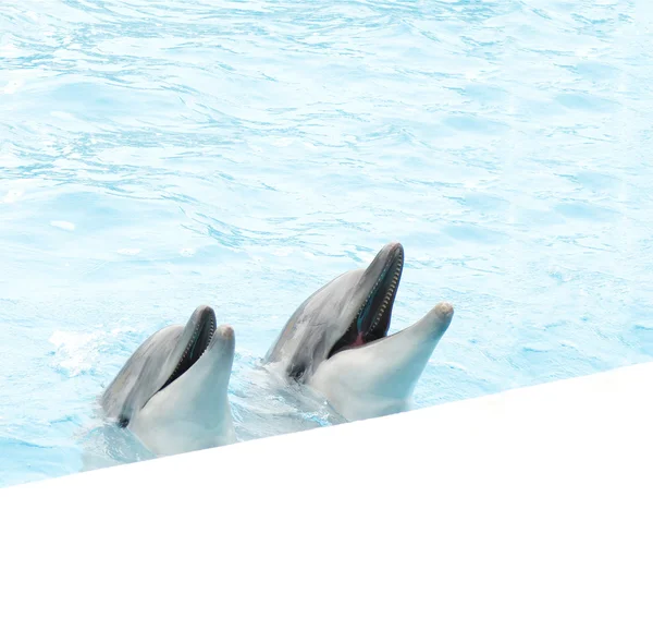 Par de golfinhos em água azul-clara — Fotografia de Stock