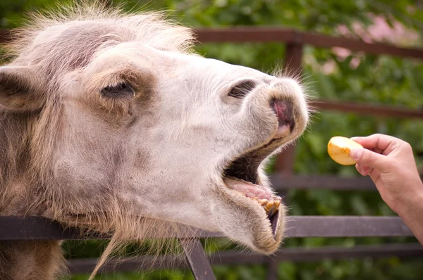 Camel mostra alguns dentes parece e comer maçã — Fotografia de Stock