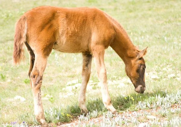 Veulen paard — Stockfoto