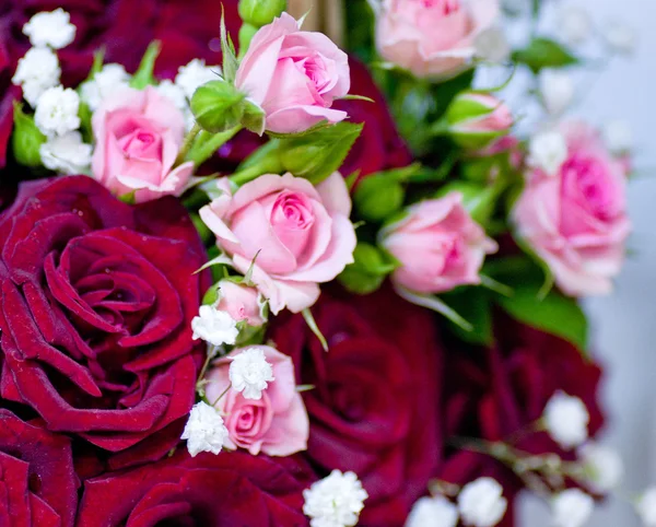 Mooie roze en rode rozen — Stockfoto