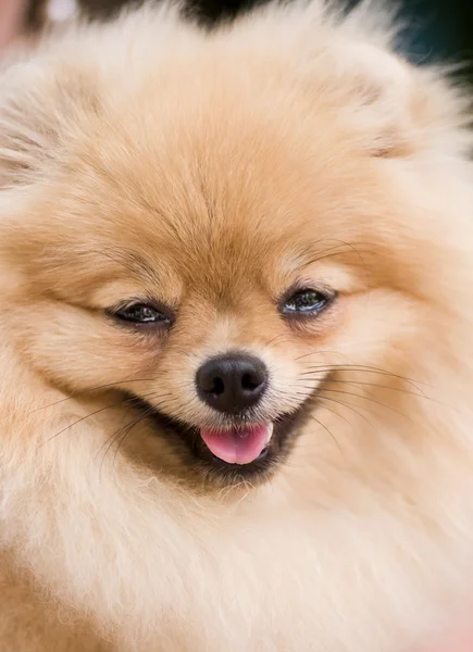 Γελοίο που είναι χαμογελώντας spitz-σκύλος — Φωτογραφία Αρχείου