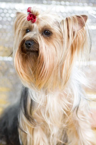 백그라운드에 강아지 요크 셔 테리어 — 스톡 사진