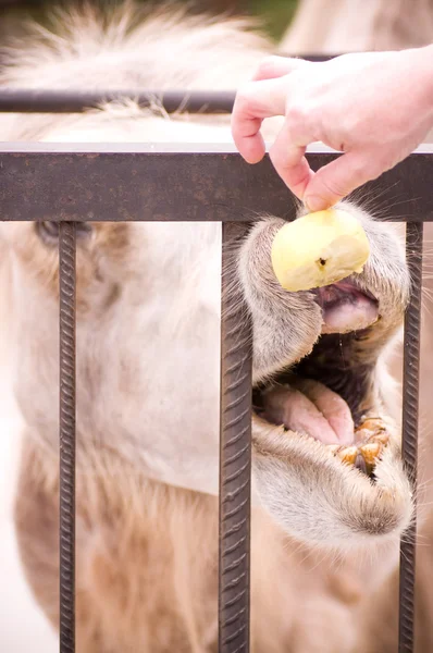 Cammello mostra alcuni denti sembra e mangiare mela — Foto Stock