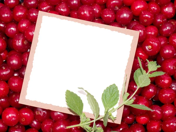 Close Up of Cherries — Stock Photo, Image
