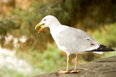 Lesser gray-backed Gull clipart