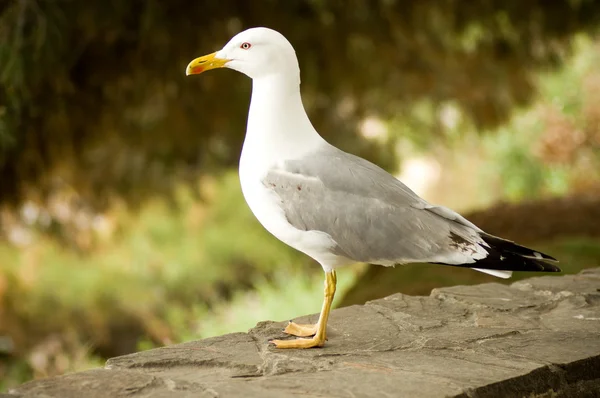 stock image Lesser gray-backed Gull