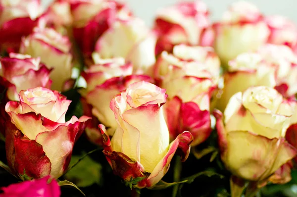 Hermosas rosas rosadas —  Fotos de Stock