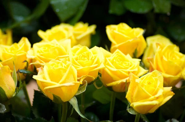 美丽的黄玫瑰 — 图库照片