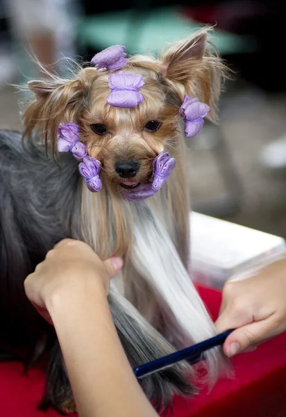 Vackra yorkshire terrier få hans hår klippa på groomer — Stockfoto