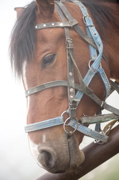 Ruskea hevonen — kuvapankkivalokuva