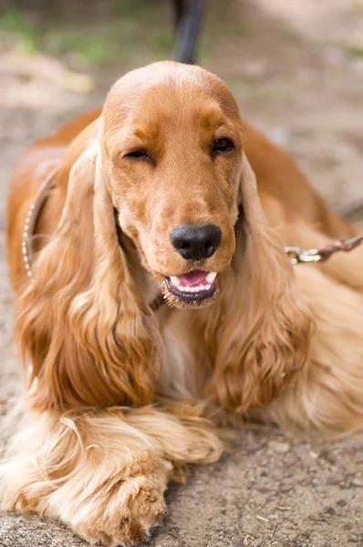 American Cocker Spaniel sitting in front — Stock Photo, Image