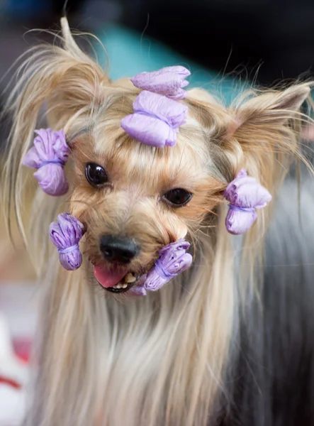 Terrier di yorkshire di cucciolo con rulli — Foto Stock