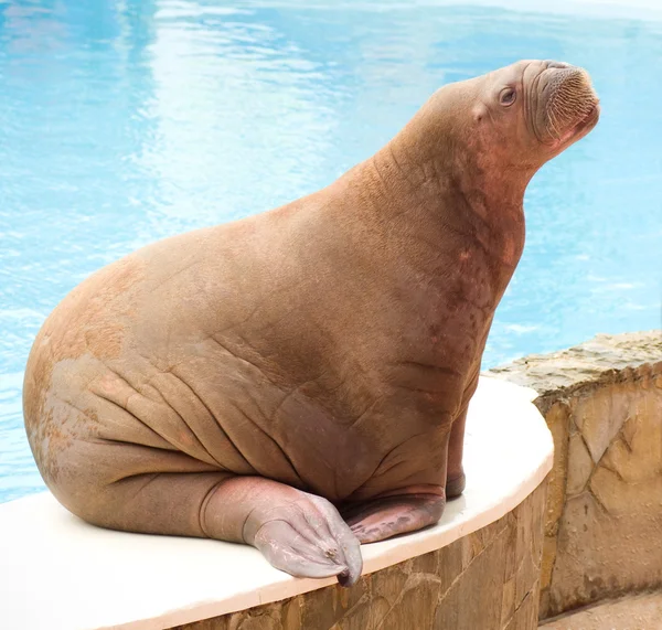 Big Walrus — Stock Photo, Image